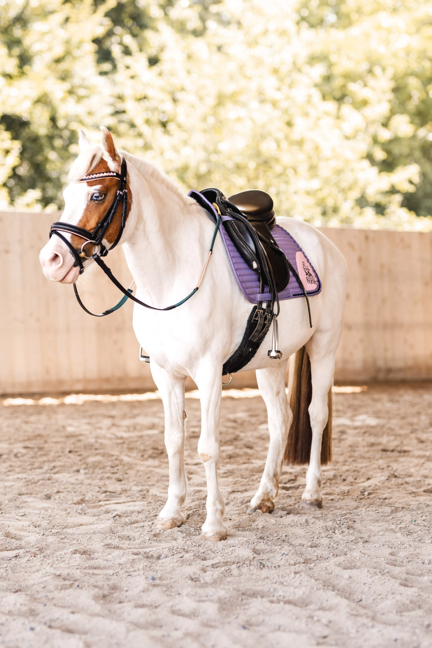 Horze Magic Carousel Vielseitigkeitsschabracke Für Ponys 6 Horze Magic Carousel Vielseitigkeitsschabracke Für Ponys – Bild 6