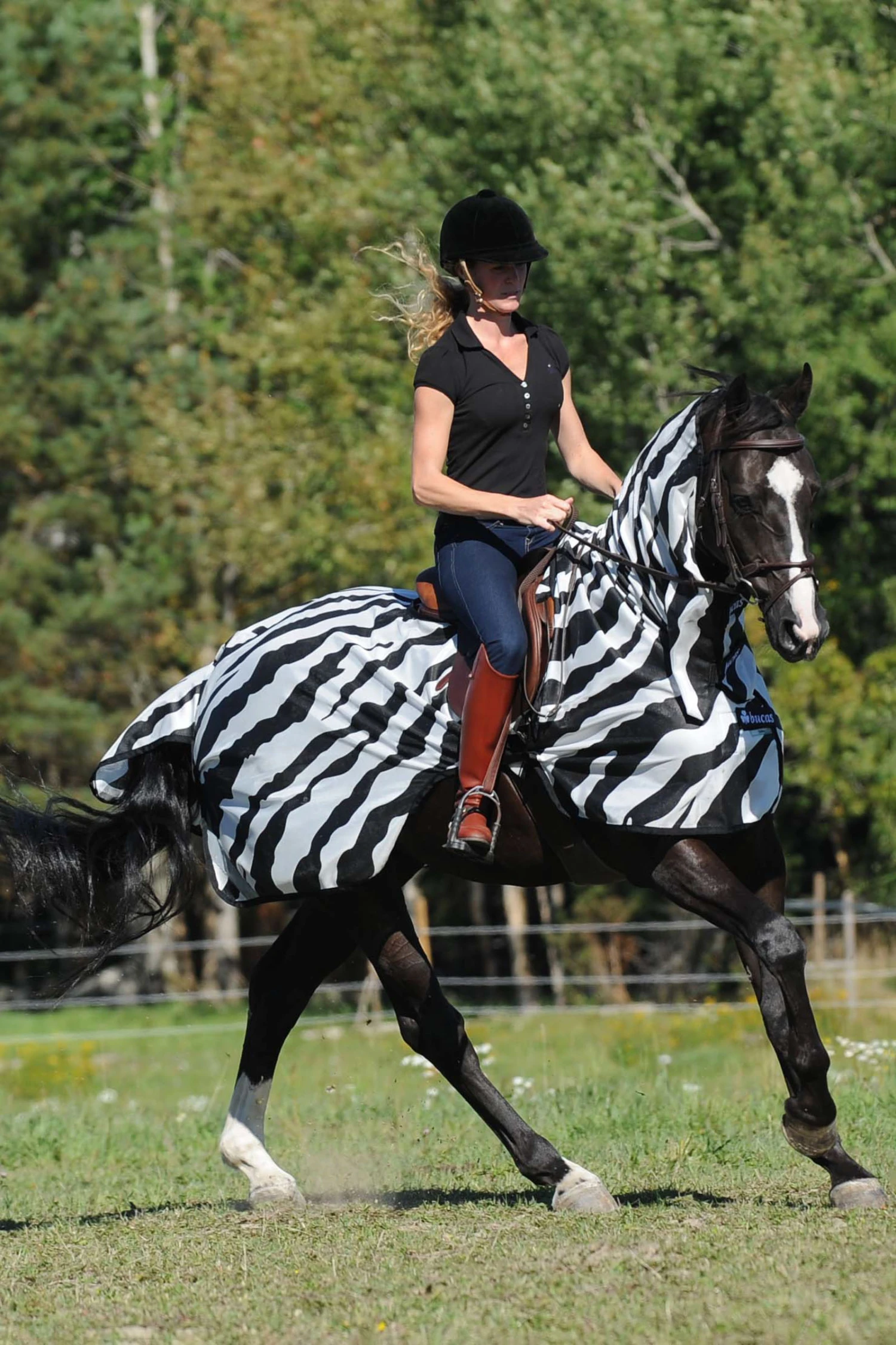 Bucas Buzz-Off Riding Zebra Fliegenausreitdecke 2 Bucas Buzz-Off Riding Zebra Fliegenausreitdecke – Bild 2