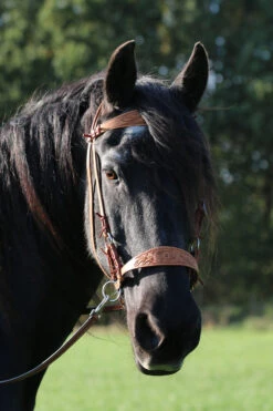 F.R.A. Diego Gebisslose Trense -Reitsportbedarf 334265 NAT 12