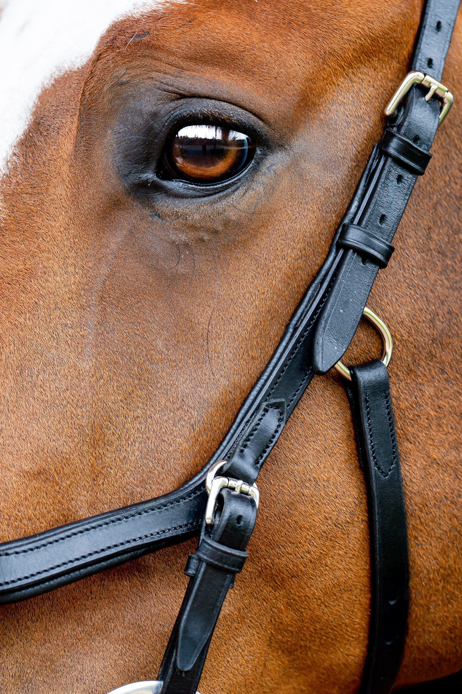 Horseware Rambo Micklem 2 Diamante Competition Trense Mit Zügeln 2 Horseware Rambo Micklem 2 Diamante Competition Trense Mit Zügeln – Bild 2