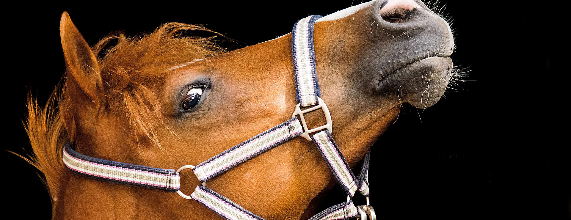 Reitsportbedarf -Reitsportbedarf horse 3567065 1920